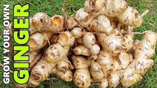 How to Grow GINGER In Beds Containers amp Different Climates [upl. by Neerod]