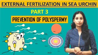 SER URCHIN EXTERNAL FERTIZATION I PART 3 I PREVENTION OF POLYSPERMY I Developmental Biology [upl. by Pickford]