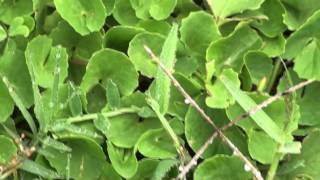 MEDICINAL PLANTS  1 Centella asiatica L Urban APIACEAE By Dr Magadi R Gurudeva [upl. by Ataymik508]