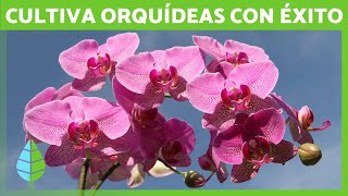 Guía Completa de las ORQUÍDEAS 🌸✅ Tipos Cuidados Cultivo y Errores Comunes [upl. by Newsom531]