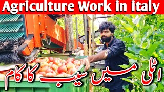 Agriculture Work in italy 2024 ll italy main Saib ka kaam ll italy Work Visa 2024 ll Salary in italy [upl. by Byrd]