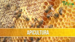 Como Desarrollar un Proyecto Apicola Artesanal  TvAgro por Juan Gonzalo Angel [upl. by Sokram]