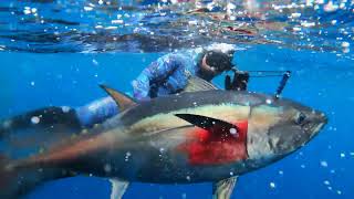 Spearfishing Bluefin Tuna  San Diego May 2022 [upl. by Dina]