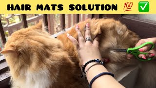 How To Remove Mats From Cat Hair  cause amp prevention of matted cat hair [upl. by Poree]