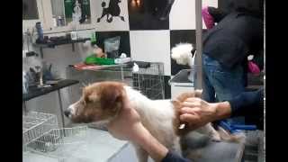 stripping jackrussel terrier toelettaturacuccioli [upl. by Aleuqahs]