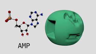 Allosteric Regulation of Phosphofructokinase I [upl. by Anila]