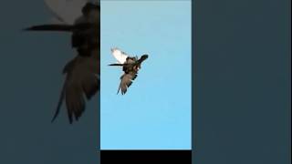 falcon attack on pegion shortvideo shorts viral falcon birds animals nature wildlife facts [upl. by Ardeha192]