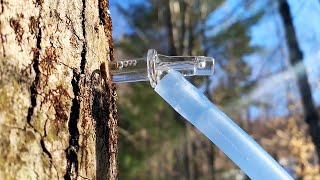 How Delicious Vermont Maple Syrup Is Made And Collected  Delish [upl. by Ettinger]