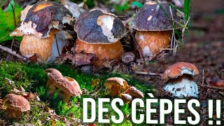 La saison des cèpes débute L’abondance en forêt est déjà présente [upl. by Nomma]