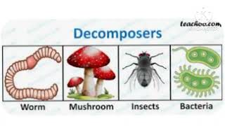 Feeding Inter relationship of Organisms in the Intertidal Zone and Estuarine ecosystem [upl. by Khalid]