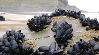 Green Lipped Mussels Harvesting Modern Technique  Mussel Farming Process and Harvesting [upl. by Atram]