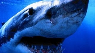 Alaskan Killer Shark  Nature Documentary HD [upl. by Acquah]