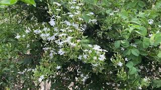 Jasminum auriculatum  Juhi Jui Virajaji [upl. by Gavette]