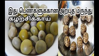 இது பெண்களுக்கான அற்புதமான மருந்துகழற்சிக்காய்Health Tips for Women in TamilPhysic Nut [upl. by Jacy]