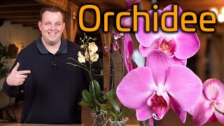 Tips voor de verzorging van je Orchidee Phalaenopsis [upl. by Llorrad]