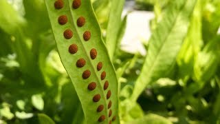 Propagating Ferns from Spores – Family Plot [upl. by Nellak]