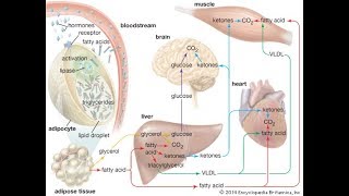 muscular system Muscle Metabolism [upl. by Notsud266]