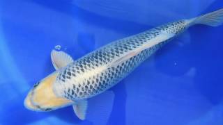 Auktion 250 Konishi Koi Farm Gin Matsuba 2 Jahre 52 cm weiblich [upl. by Holbrook638]