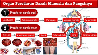 SISTEM PEREDARAN DARAH MANUSIA [upl. by Norreg91]