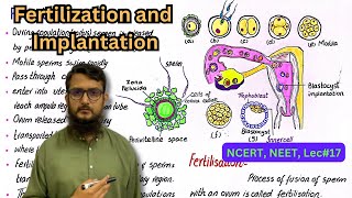 fertilization and implantation  NEET  NCERT  class 12 [upl. by Werdma347]