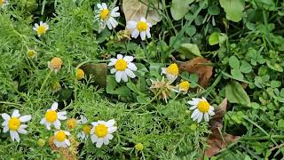 Chamomile Unveiling the Healing Benefits of Natures Calming Herbquot [upl. by Saticilef]