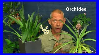 Orchidee Oncidium in Lechuza Topf einpflanzen Die Entwicklung nach 8 Tagen Pflege der Orchideen [upl. by Lleinnad823]