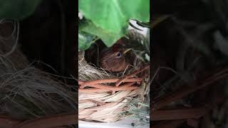 Lesser redpoll on the nest🪺 aviary [upl. by Gwenny]