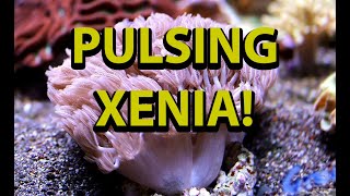 The Secret To Pulsing Xenia [upl. by Doniv]