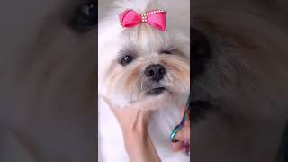 LHASA APSO 🐶❤️ Transformation in 10 seconds [upl. by Aicekal]