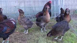 gallinas de raza araucana aperdizado dorado [upl. by Arliene]