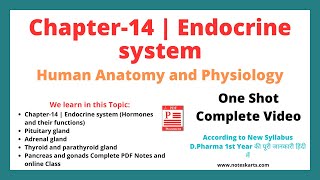 Chapter 14 Endocrine system Complete Class 2024 anatomy and physiology chapter 14 by Noteskarts [upl. by Anoit677]