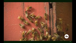 Apicultura conozca cómo debe ser el correcto manejo de la abeja reina  La Finca de Hoy [upl. by Aram127]