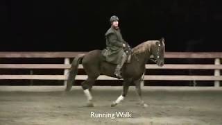 Tennessee Walking Horse Gaits [upl. by Janette]