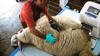 BIGGEST Overgrown RAM🐑  Satisfying Modern Wool Shearing [upl. by Hanavas]