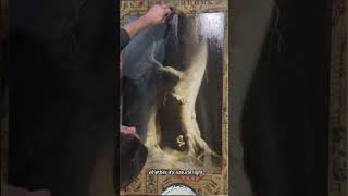 How to Varnish your oil painting  Tips and Tricks [upl. by Onibag]