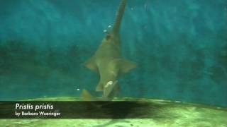 sawfish feeding behaviour [upl. by Milan533]