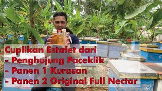 Peternak Lebah II Dari Penghujung Paceklik Panen Kurasan Panen ke 2 Ori Full Nectar Randu [upl. by Dragoon333]