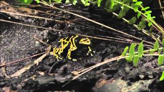 Gelbgebänderter Baumsteigerfrosch Dendrobates leucomelas  Yellowbanded poison dart frog [upl. by Einberger]