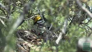 Austins Warblers Nesting Goldencheeked Warblers [upl. by Nofpets]