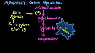 Usmle step 1general pathologyapoptosis [upl. by Omiseno]