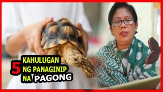 KAHULUGAN NG PANAGINIP NA PAGONG  MALAKI MALIIT MARAMING PAGONG SA PANAGINIP  IBIG SABIHIN [upl. by Caesaria]