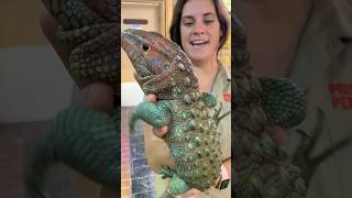 Ever heard of a Caiman Lizard [upl. by Mapes714]