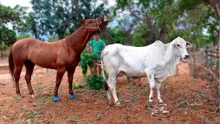 É ISSO QUE ACONTECE QUANDO CAVALO CRUZA COM UMA VACA [upl. by Hayyim]