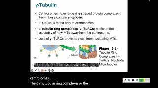 132b Microtubules II [upl. by Rawdan]