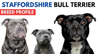 Staffordshire Bull Terrier Dog Breed Profile History  Traits  Staffordshire Bull Terrier Price [upl. by Nomyaw357]