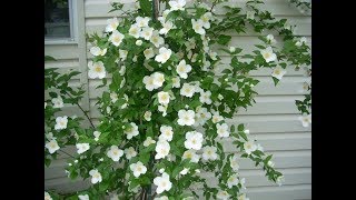 Growing Philadelphus Coronarius aka Mock Orange in the Cutting Garden  Ep 70 [upl. by Ellon]