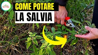 Come E Quando POTARE LA SALVIA [upl. by Ixel94]