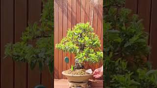 Pyracantha bonsai  look at the size of the trunk 😲 [upl. by Nybor234]