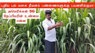 American 5G Napier grass உண்மை என்ன [upl. by Alikam]