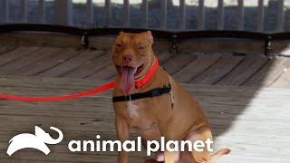 An Excited Puppy Meets An Even More Excited Dog Trainer  Pit Bulls and Parolees  Animal Planet [upl. by Acisset]